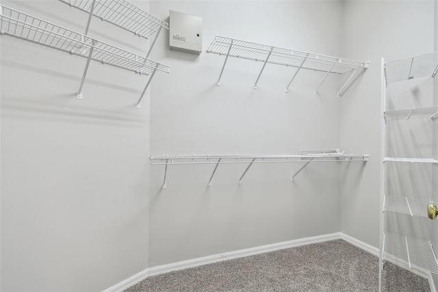 spacious closet featuring carpet