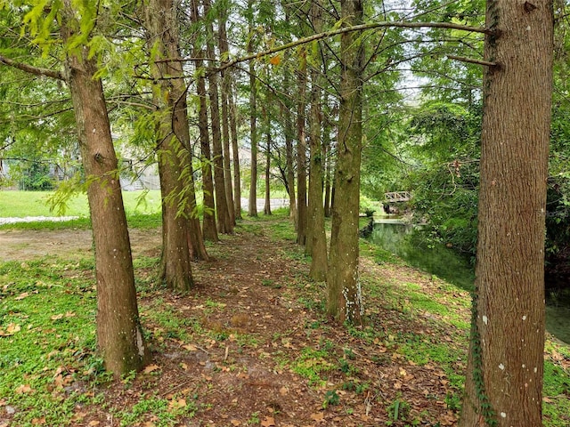 view of local wilderness