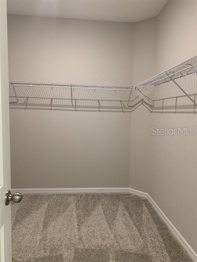 spacious closet featuring carpet floors