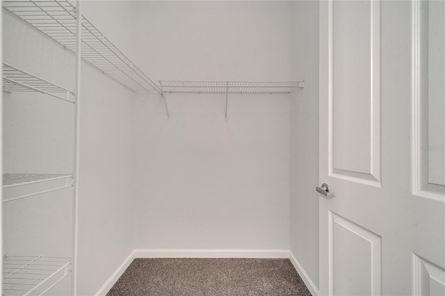 spacious closet featuring carpet flooring