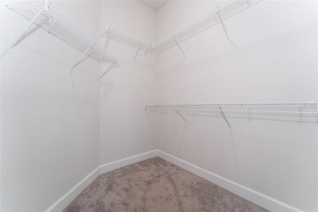 spacious closet featuring carpet flooring