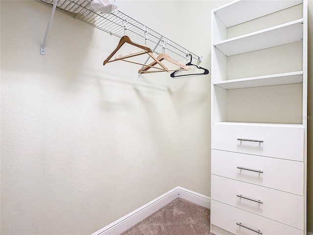 walk in closet with carpet floors