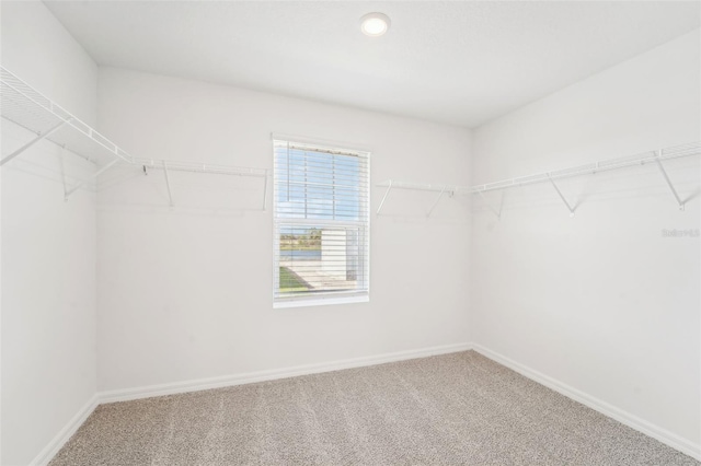 spacious closet with carpet flooring