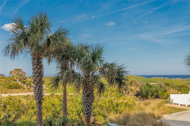 view of local wilderness