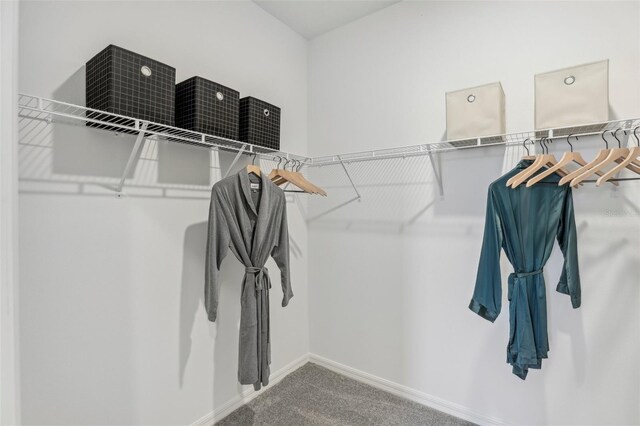 walk in closet featuring carpet flooring