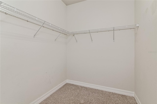 walk in closet featuring carpet flooring