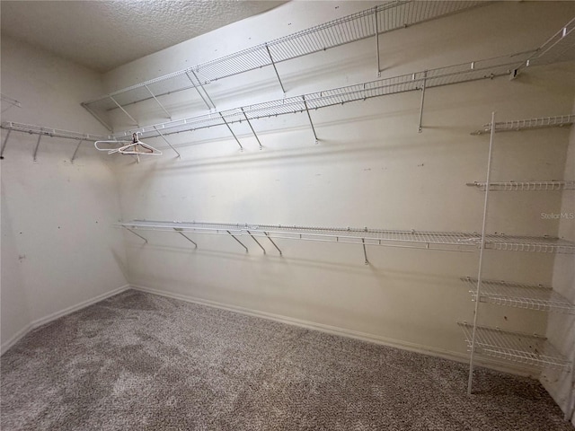 spacious closet with carpet