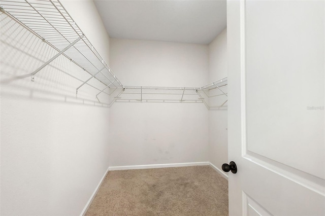 spacious closet featuring carpet flooring