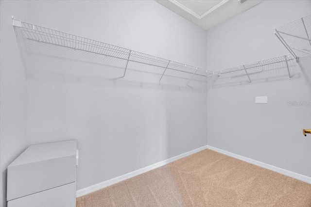 spacious closet featuring carpet