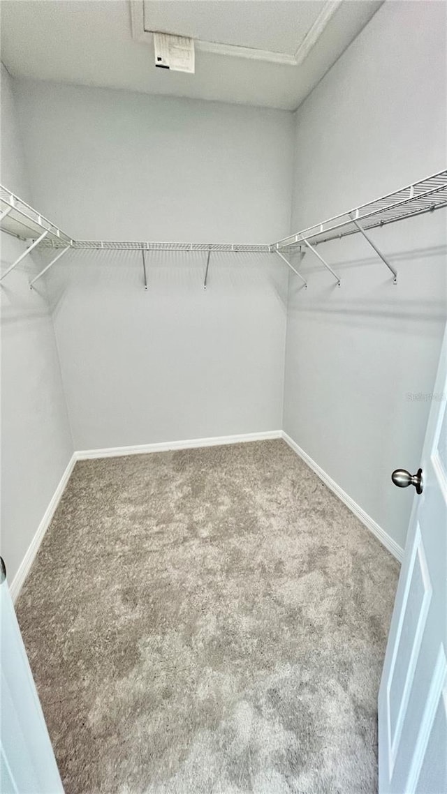 spacious closet with carpet flooring