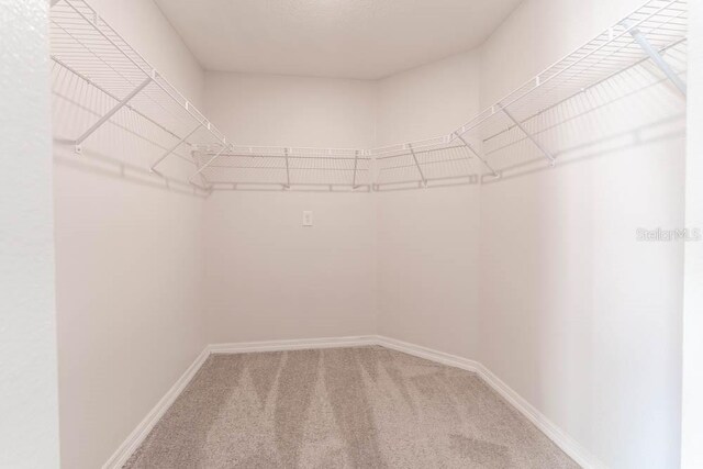 spacious closet featuring carpet