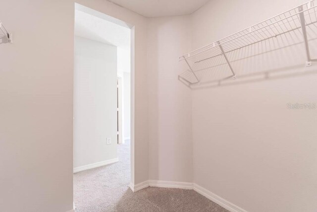 walk in closet with carpet floors