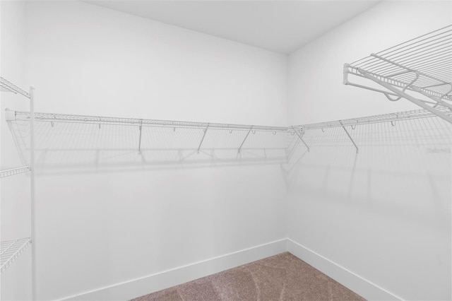 spacious closet featuring carpet flooring