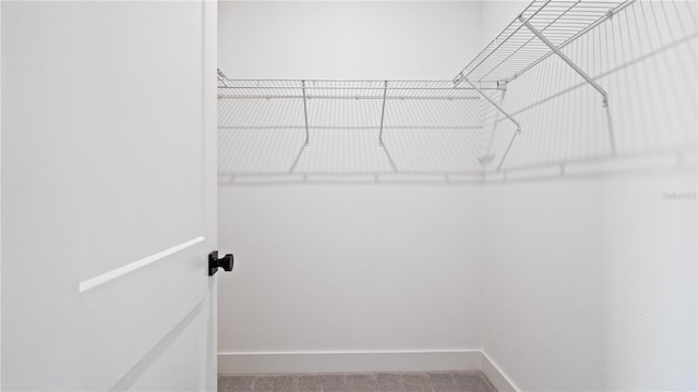 spacious closet featuring carpet floors