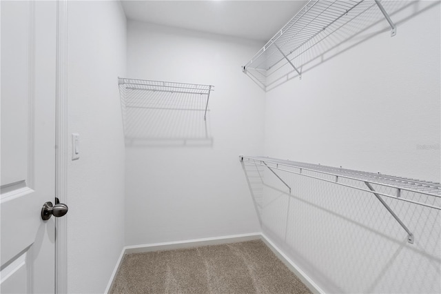 walk in closet with carpet flooring