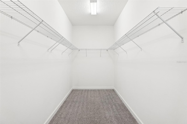 walk in closet featuring carpet floors