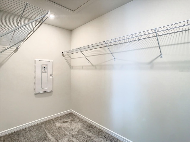 spacious closet featuring carpet floors