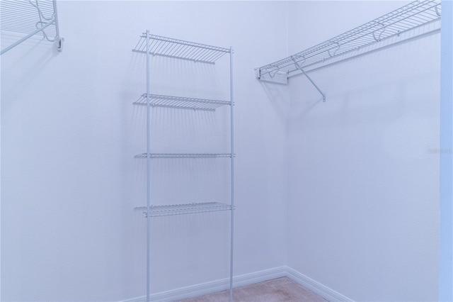 spacious closet featuring carpet