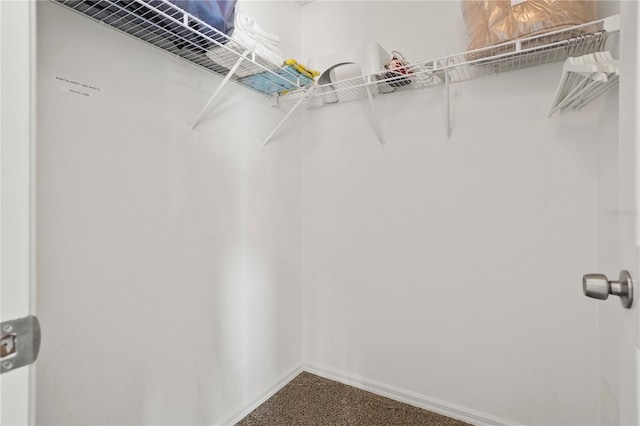 walk in closet featuring carpet flooring