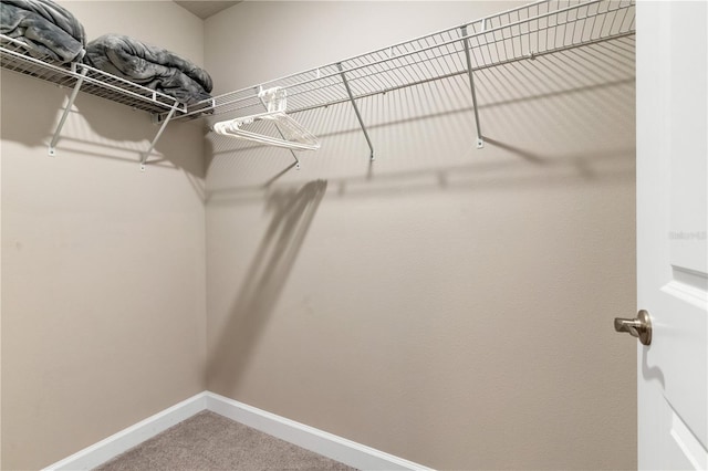 spacious closet featuring carpet flooring