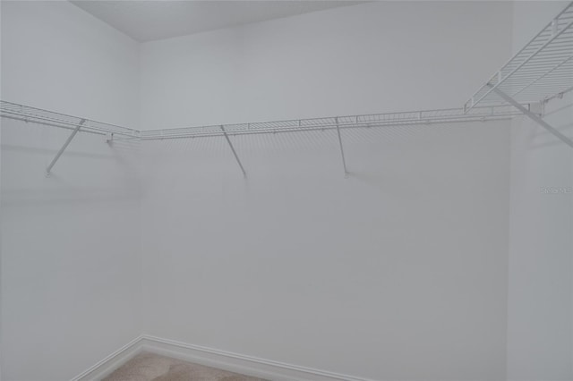 walk in closet with light carpet