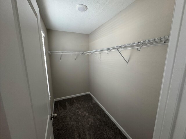 spacious closet featuring carpet flooring