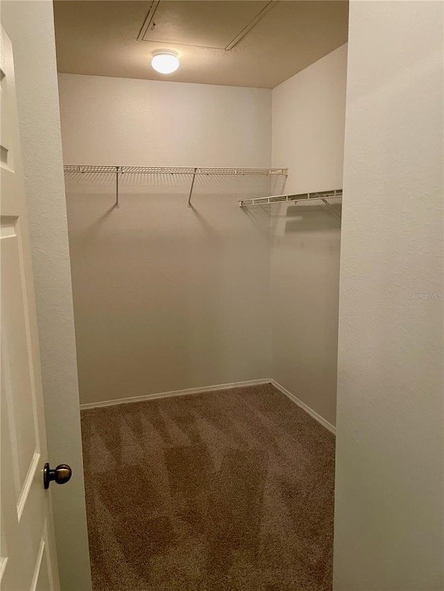 spacious closet featuring carpet flooring