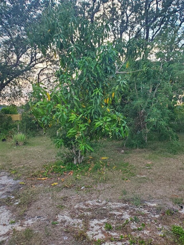 view of local wilderness