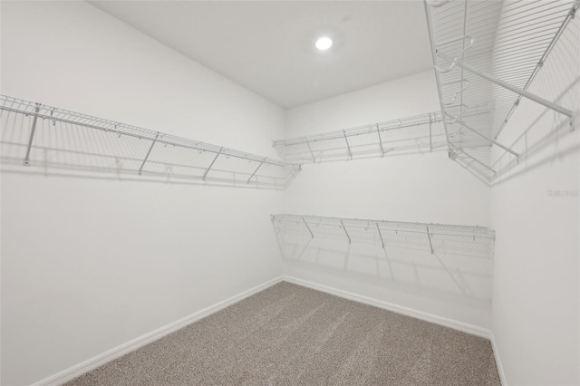 walk in closet featuring carpet flooring