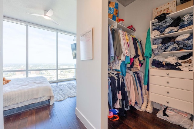 spacious closet featuring ceiling fan and dark hardwood / wood-style floors