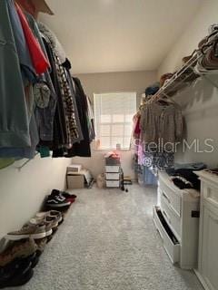 walk in closet with carpet floors