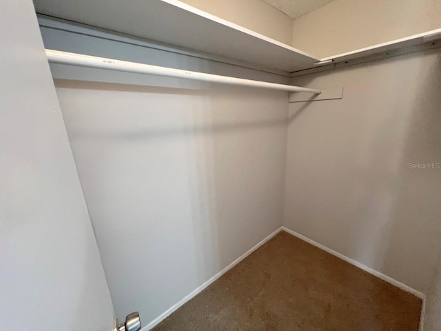 walk in closet with carpet flooring