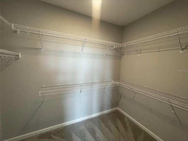 spacious closet with carpet floors