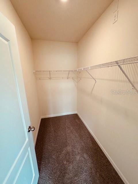 spacious closet featuring carpet floors