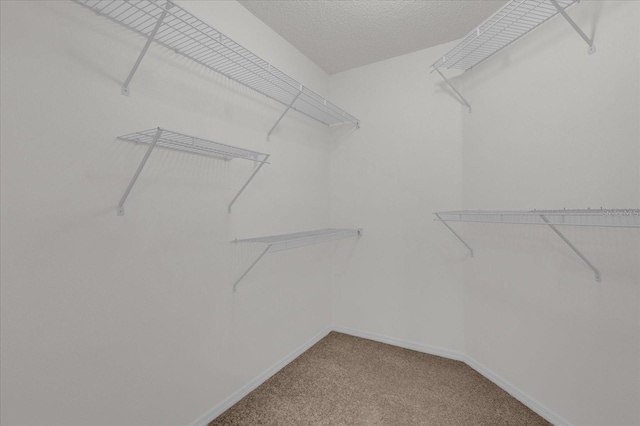 walk in closet featuring carpet flooring