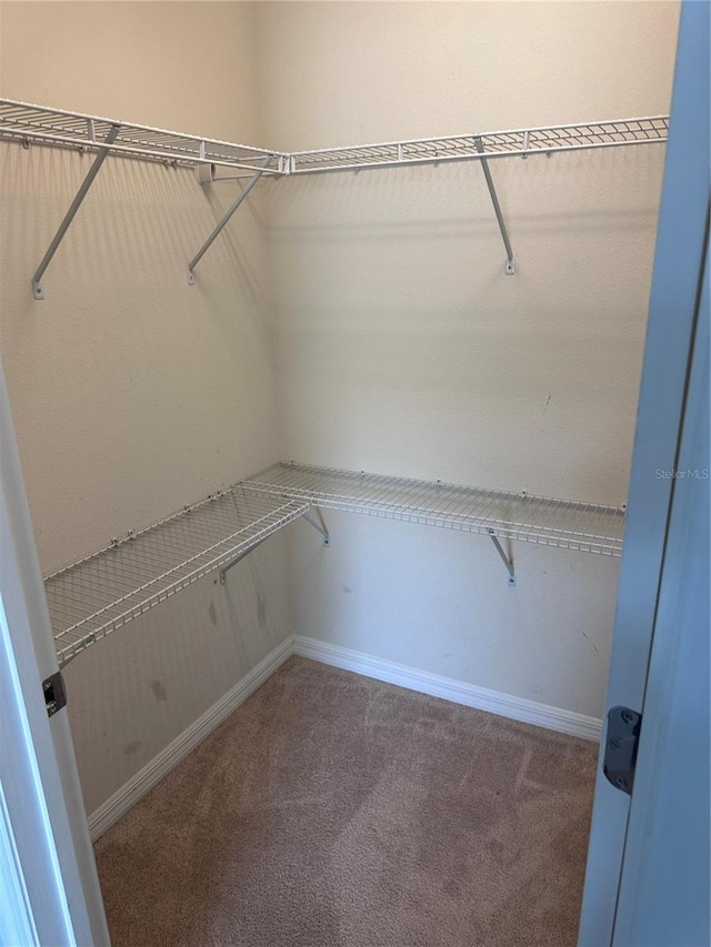 spacious closet with carpet flooring