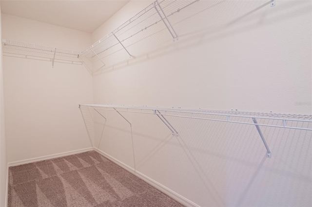 walk in closet with carpet floors