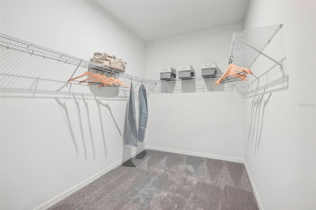 spacious closet with carpet