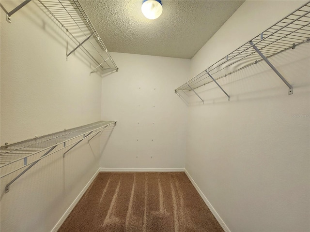 spacious closet featuring carpet floors