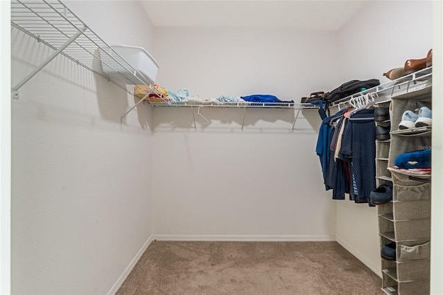 walk in closet with carpet flooring