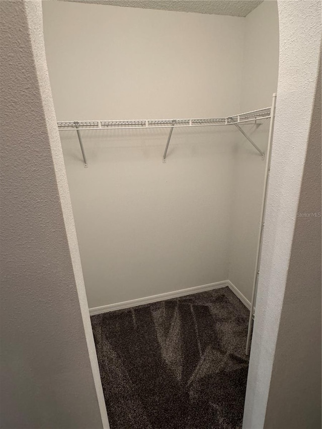 spacious closet featuring carpet