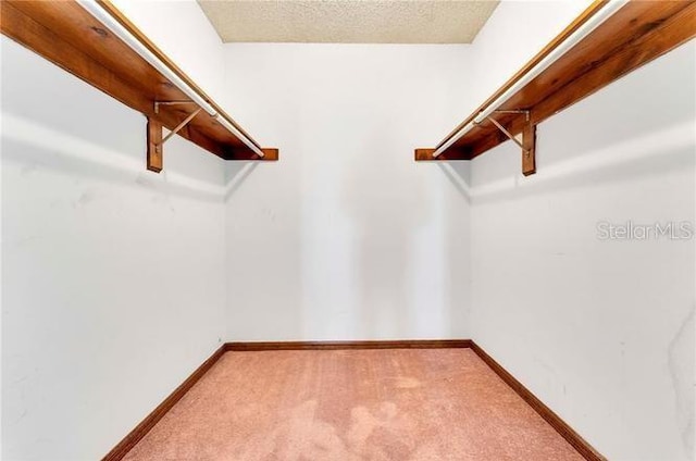 spacious closet featuring carpet