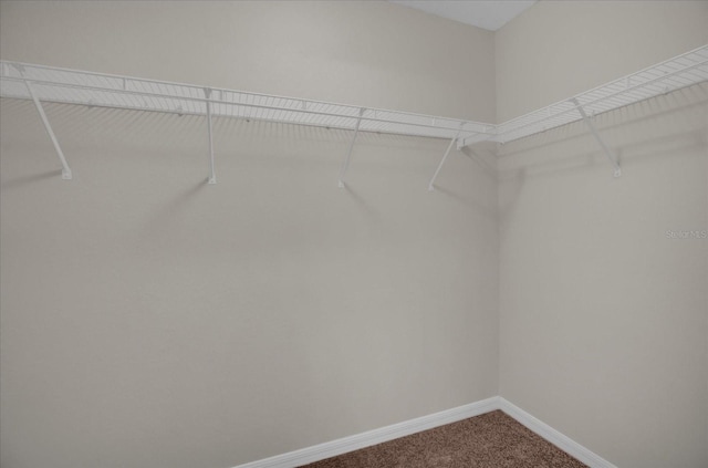 spacious closet featuring carpet floors