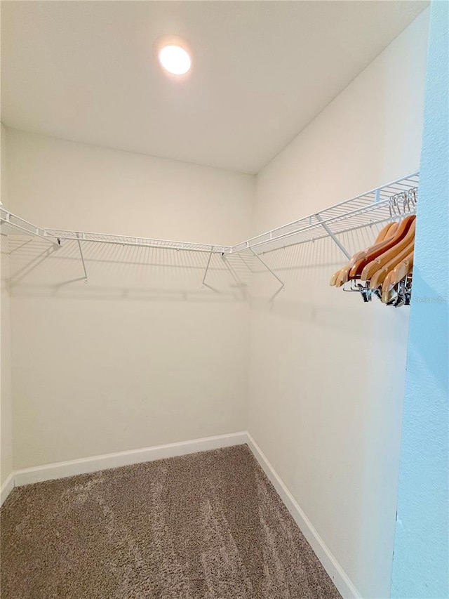 spacious closet featuring carpet