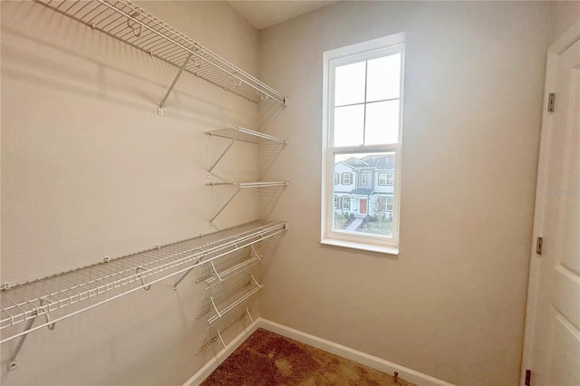 spacious closet featuring carpet floors