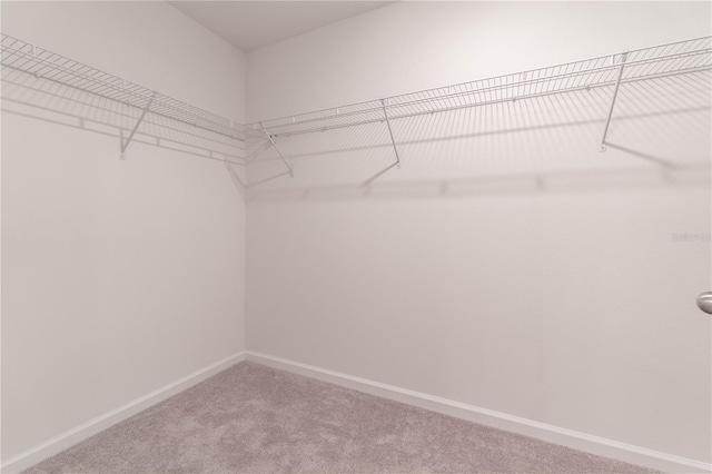 spacious closet with carpet