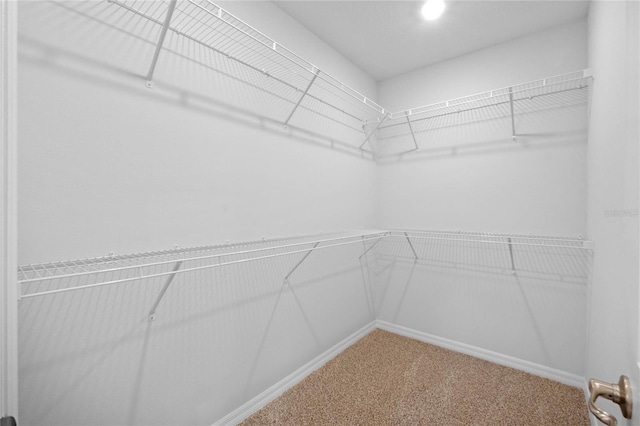 walk in closet featuring carpet