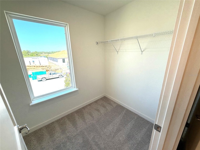 spacious closet featuring carpet