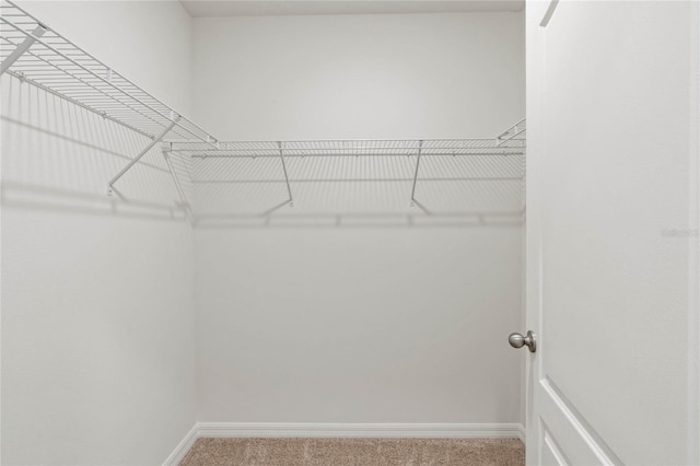 spacious closet featuring carpet floors