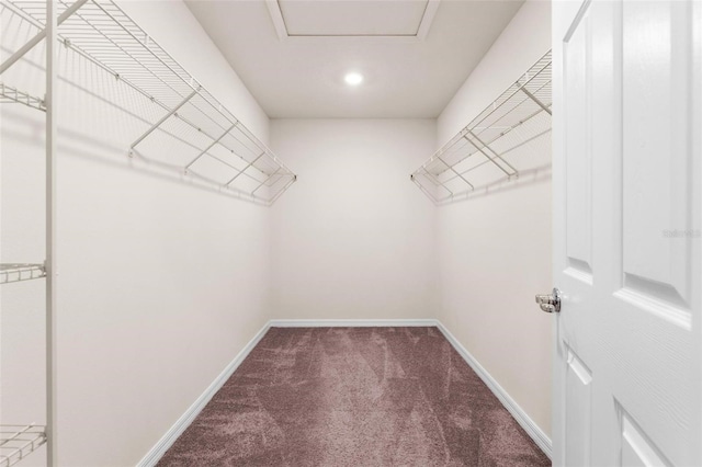 spacious closet featuring carpet flooring